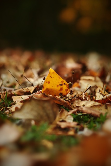 官方：法国裁判勒泰西耶将执法欧冠马竞vs国米